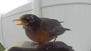 american robin