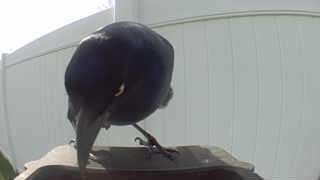red-winged blackbird