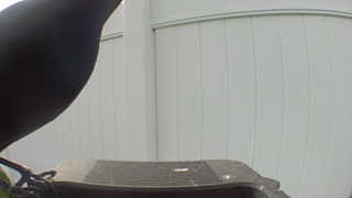 common grackle
