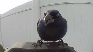 common grackle