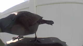 brown-headed cowbird
