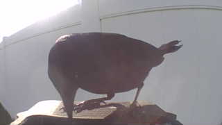 european starling