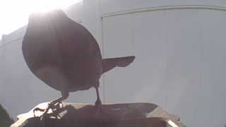 american robin