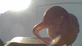 american robin
