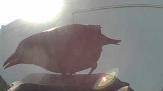 american robin