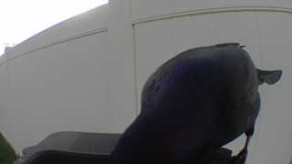 rock pigeon
