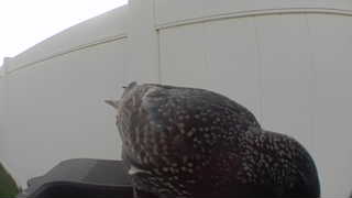 northern goshawk