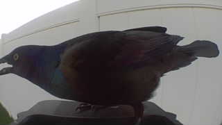 common grackle
