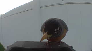 american robin