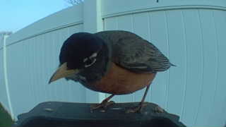 american robin