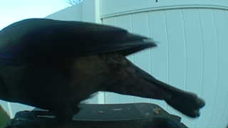 american crow