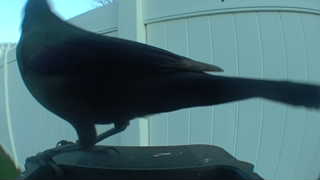 american crow