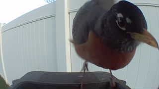 american robin