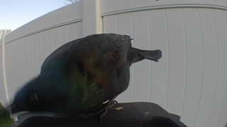 common grackle