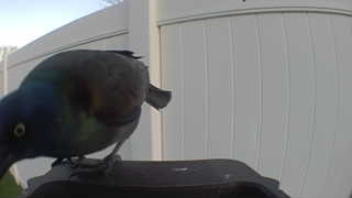 common grackle