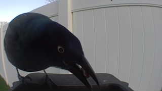 common grackle