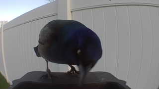 common grackle
