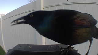 common grackle