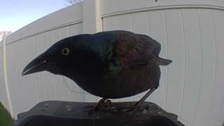 common grackle