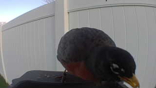 american robin