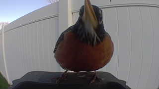 american robin