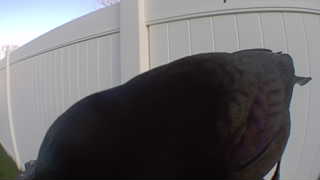 american crow