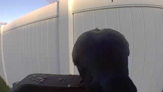 american crow