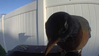 american robin