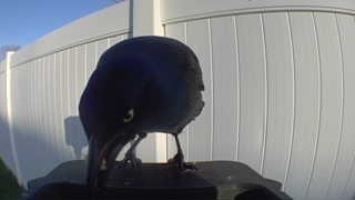 american crow