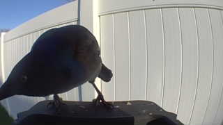 common grackle