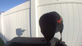 red-winged blackbird