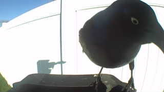 common grackle