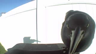 american crow