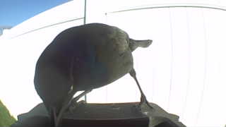 common grackle