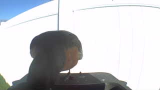 american robin