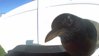 american robin