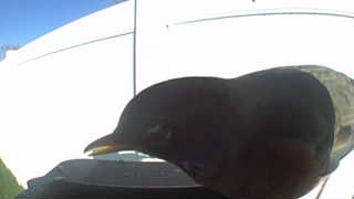 common grackle