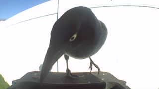 common grackle
