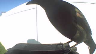 common grackle