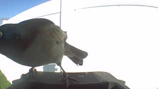 common grackle
