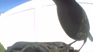 common grackle