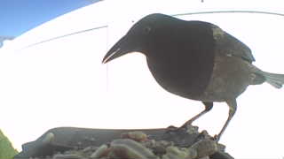 american robin