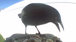 common grackle