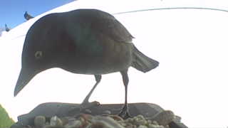 common grackle