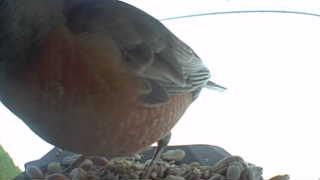 american robin