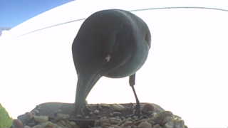 Unidentified clip
