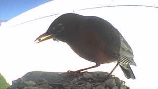 american robin