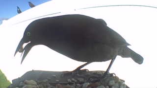 common grackle