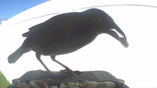 american crow