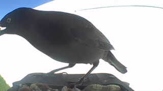brown-headed cowbird